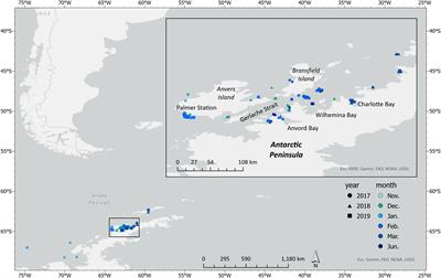 Seasonal gain in body condition of foraging humpback whales along the Western Antarctic Peninsula